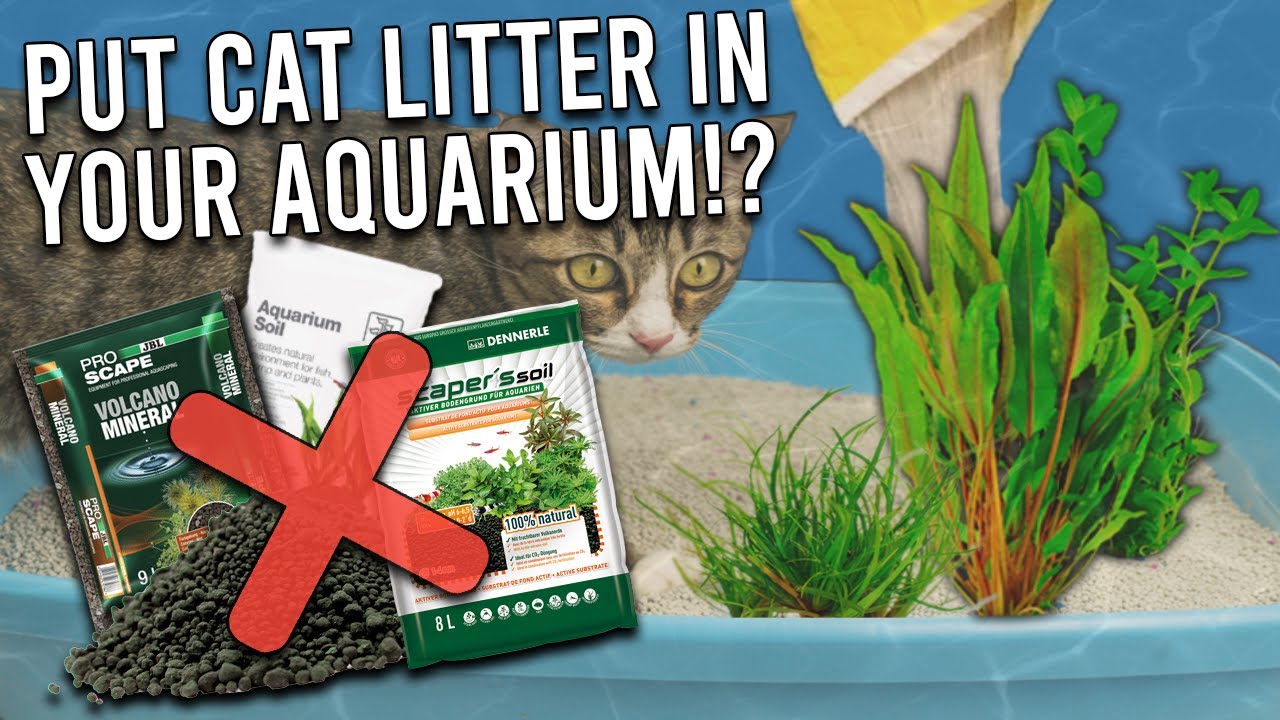 AQUASOIL Vs CAT LITTER Vs BONSAI SOIL Vs SAND