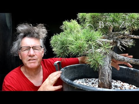 Work Begins On My 60th Birthday Scots Pine, Part 2, The Bonsai Zone ...