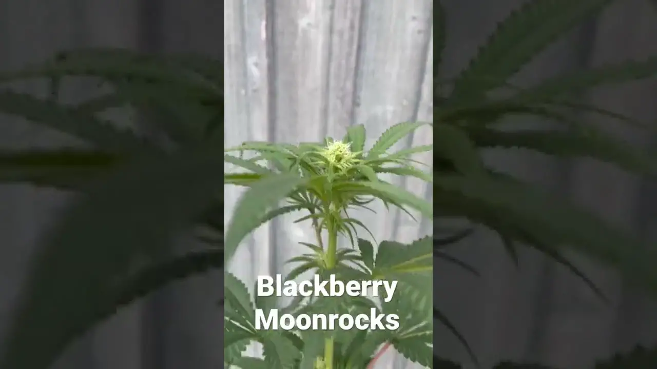 Blackberry Moonrocks solo cup