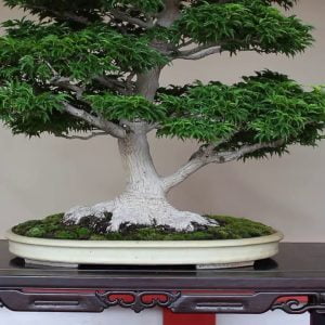 Bonsai in Unique Displays