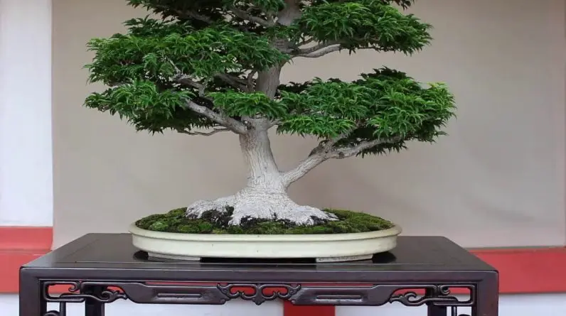 Bonsai in Unique Displays