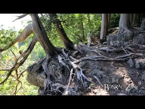 Bonsai Inspiration, The Bonsai Zone, July 2022