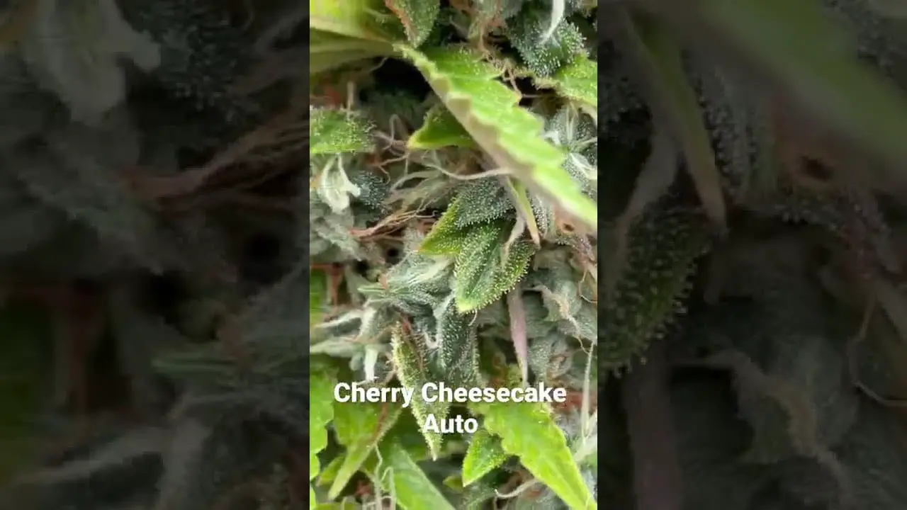 Cherry Cheesecake Auto Tastebudz Genetics.  Mars Hydro FC3000. See my bio for discount