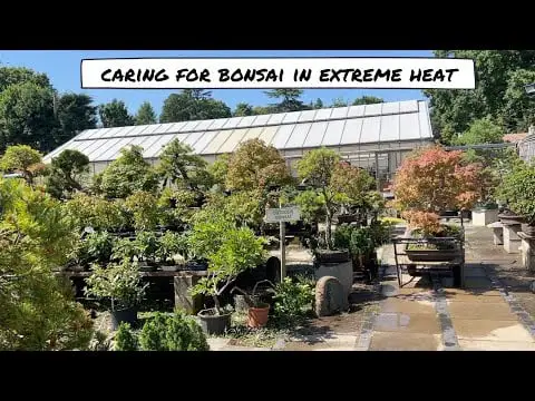 Caring For Bonsai in Extreme Heat