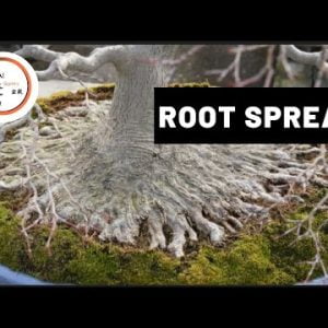 Creating a Bonsai Root Spread | The Bonsai Supply