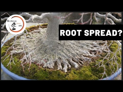 Creating a Bonsai Root Spread | The Bonsai Supply