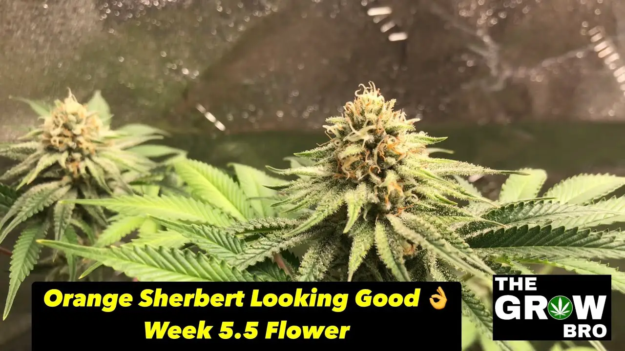 Cannabis Grow Update | Orange Sherbert in Flower | Mixed Strains In Veg | Cannabonsai Seedlings