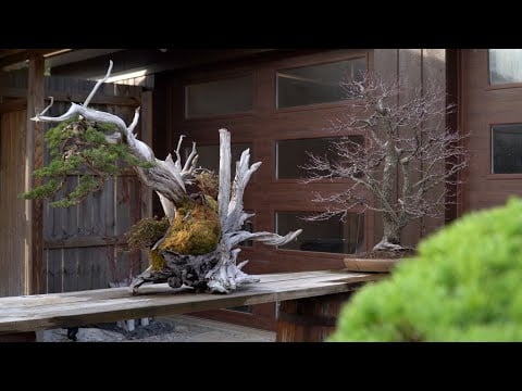 Eisei-en bonsai garden