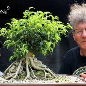 Ficus Friday with Xin, Part 2, The Bonsai Zone, July 2022