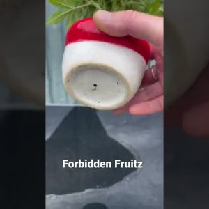 Forbidden Fruitz Auto 🌱