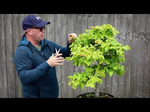 Hornbeam bonsai - summer pruning