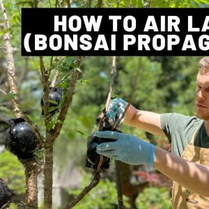 How to Air Layer (Bonsai Propagation Tutorial) | The Bonsai Supply