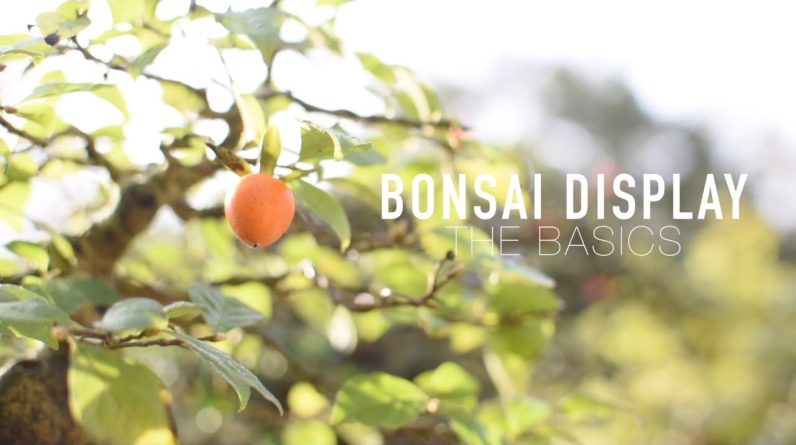 How to display Bonsai trees