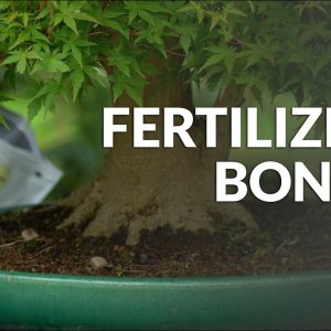 How to Fertilize a Bonsai tree