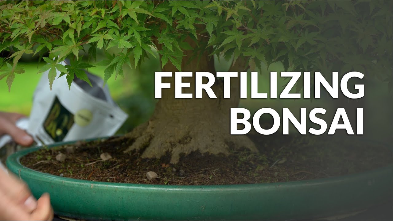 How To Fertilize A Bonsai Tree [2024 Update] BonsaiMadeEasy