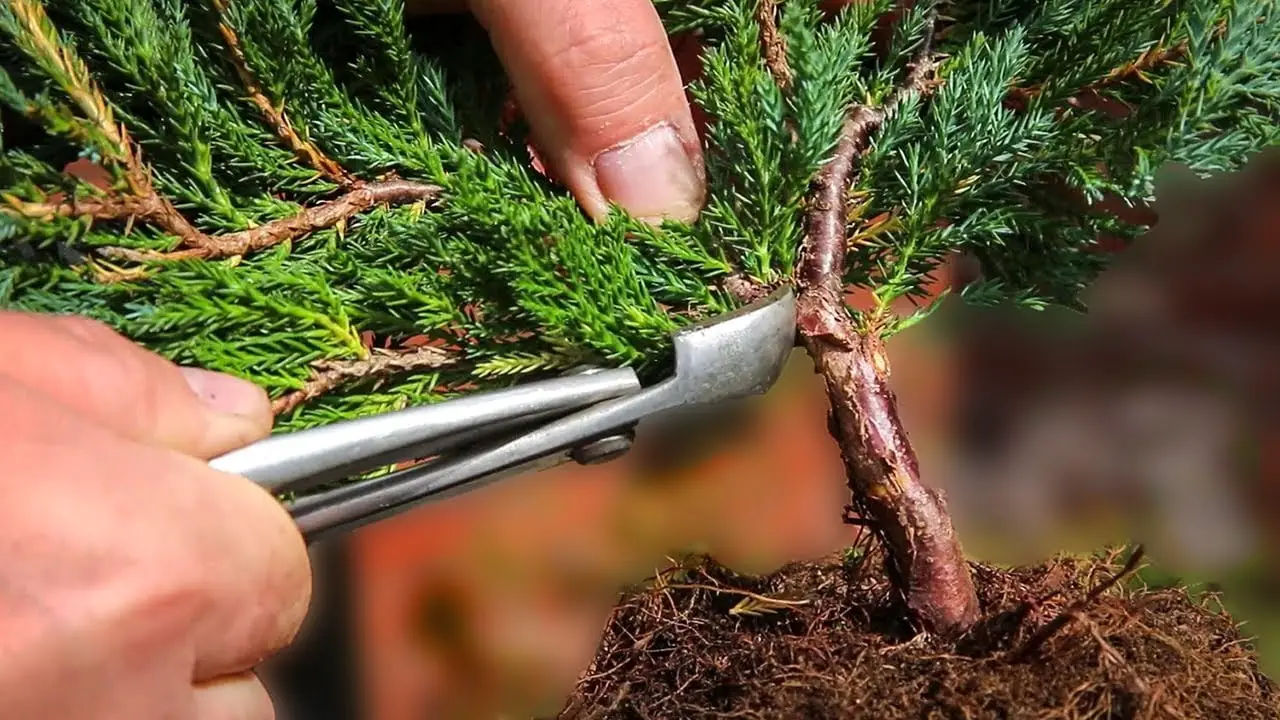 Juniper chinensis - bonsai from nursery stock