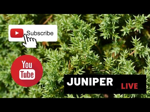 Juniper live demo