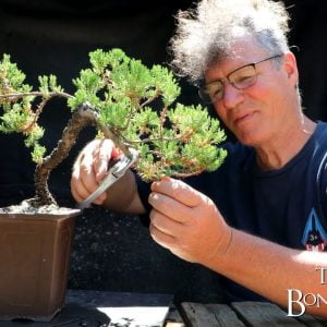 Juniper Pruning and More, The Bonsai Zone, July 2022