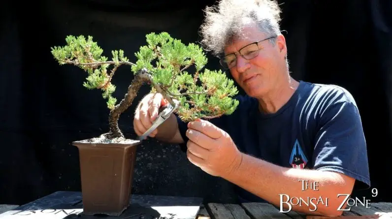 Juniper Pruning and More, The Bonsai Zone, July 2022