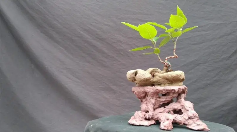 Making a DIY Bonsai stand