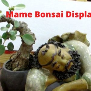 Mame Bonsai Display Ideas