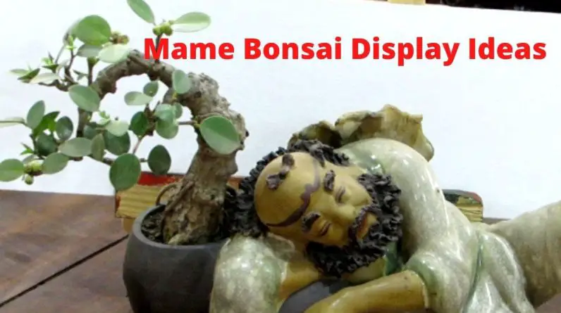 Mame Bonsai Display Ideas