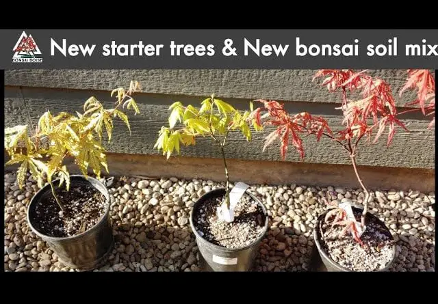 New starter trees & new bonsai soil mix!