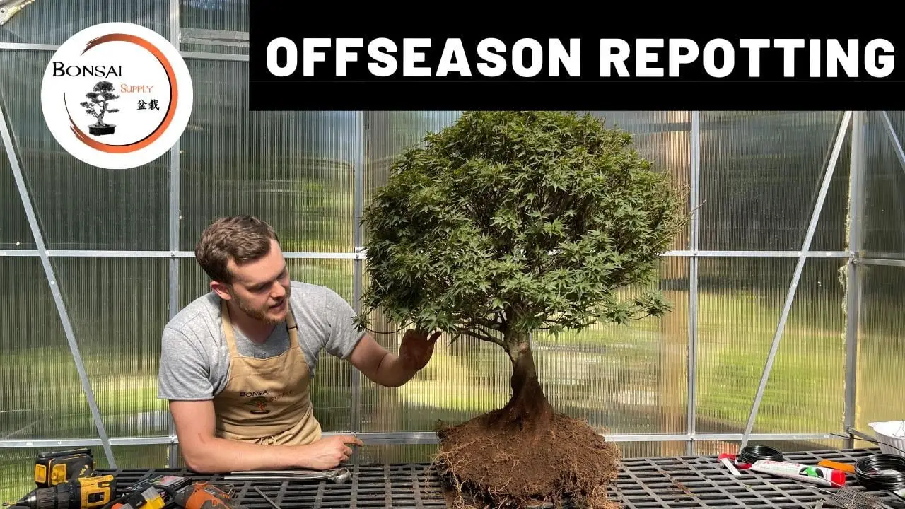 Off-season repotting of a Japanese Maple | The Bonsai Supply