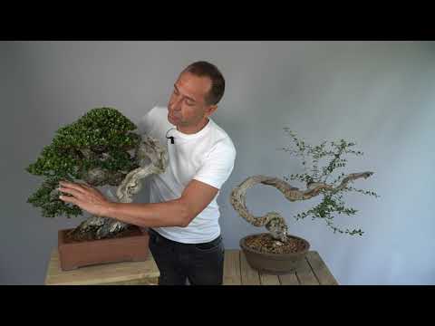 Olive Bonsai demo