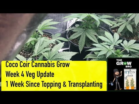 Coco Coir Cannabis Grow | Week 4 Veg | 1 Week Since Transplant and Topping | Growing Weed Indoors