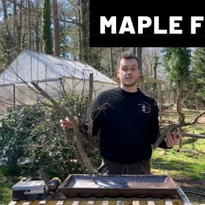 Part II: Maple Forest from cuttings | The Bonsai Supply