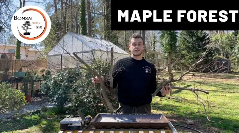 Part II: Maple Forest from cuttings | The Bonsai Supply