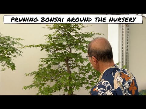 Pruning Bonsai at Herons Bonsai Nursery