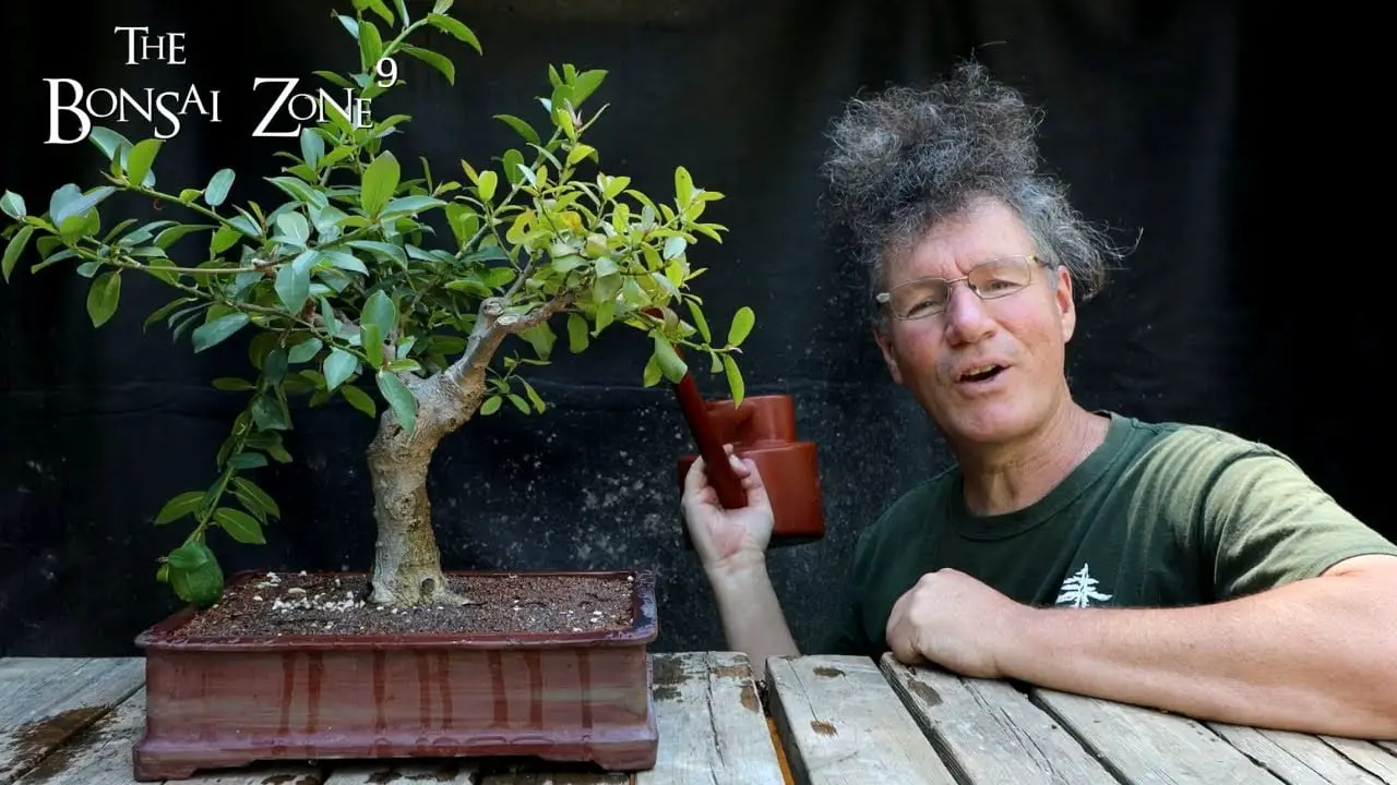 Pruning for Basic Structure, The Bonsai Zone, July 2022