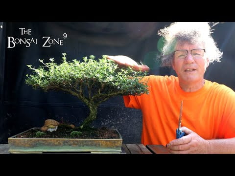 Pruning My African Style Serissa, Part 1, The Bonsai Zone, July 2022