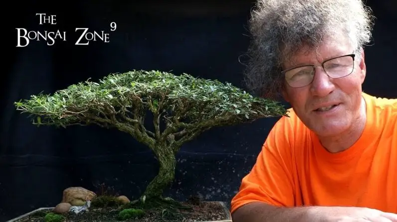 Pruning My African Style Serissa, Part 2, The Bonsai Zone, July 2022