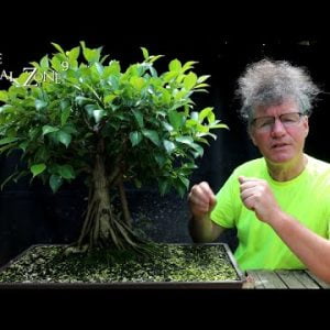 Pruning My Ficus microcarpa From Seed, The Bonsai Zone, July 2022