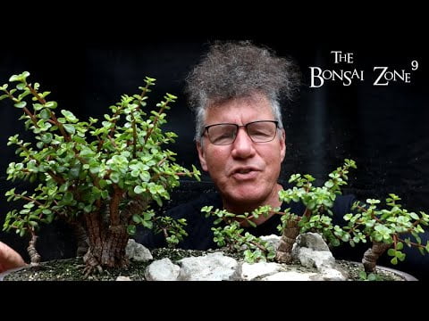 Pruning My Portulacaria afra Forest, The Bonsai Zone, July 2022