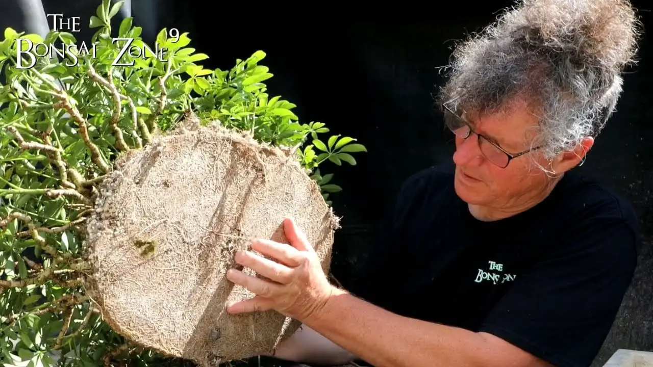 Repotting My Banyan Style Schefflera, Part 2, The Bonsai Zone, July 2022