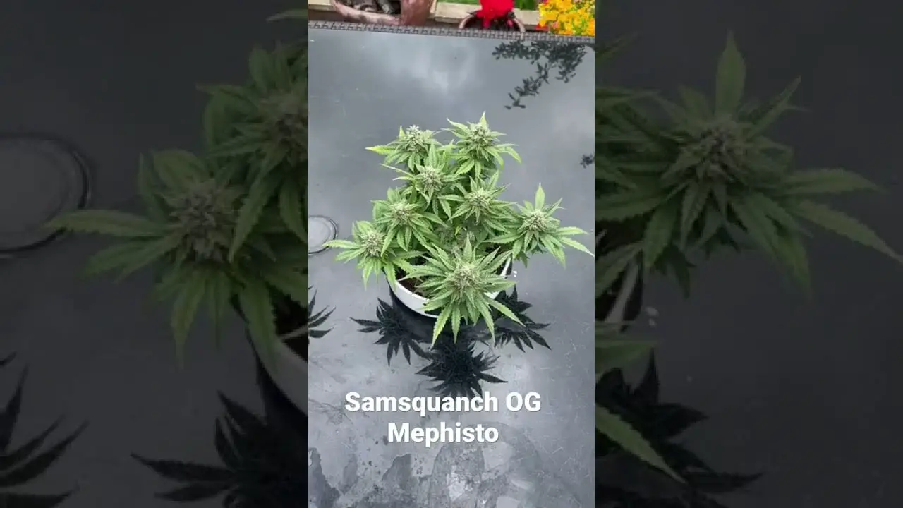 Samsquanch OG Cannabonsai