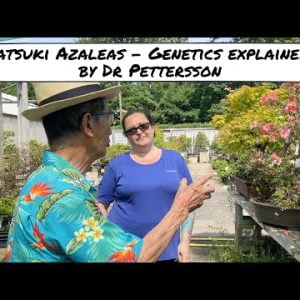 Satsuki Azalea  - Genetics explained by Dr Pettersson