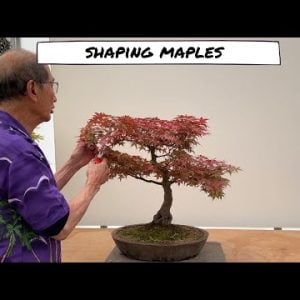 Shaping Maples