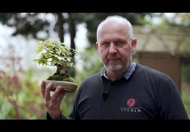 Shohin Bonsai techniques