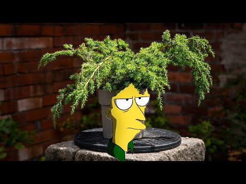 Sideshow Bob bonsai