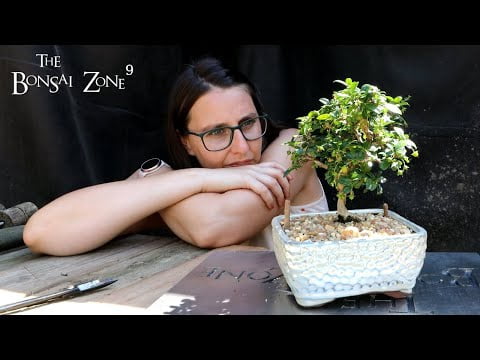 Styling With Eric and Emma, Part 4/4, The Bonsai Zone, July 2022