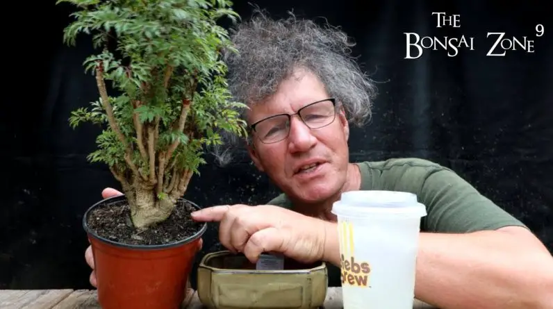 The 50 Dollar Bonsai Challenge, Part 2, The Bonsai Zone, July 2022