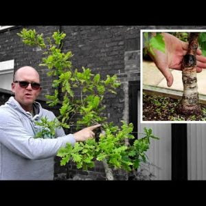 The 6 best ways to thicken bonsai trunks