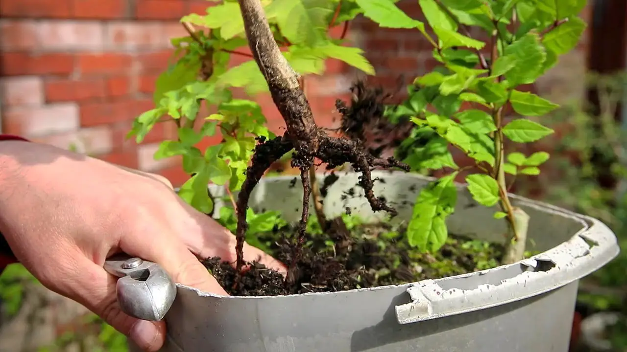 The worst bonsai group planting in the world!