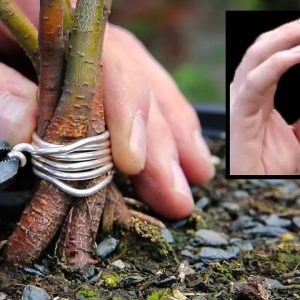 Using vet tape in bonsai - Clump style
