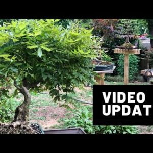 Video Updates - Happy Bonsais! | The Bonsai Supply